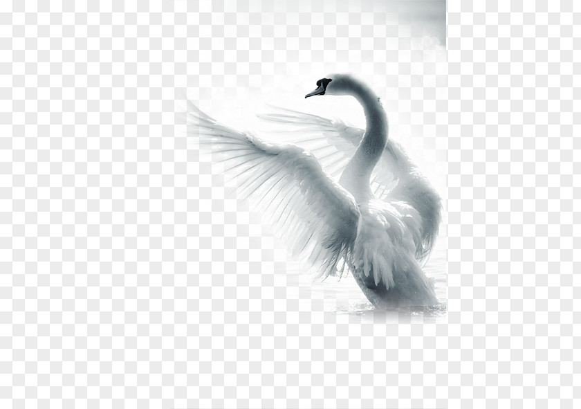 Swan Paper The Demesne Of Swans Sherwin-Williams Advertising Paint PNG