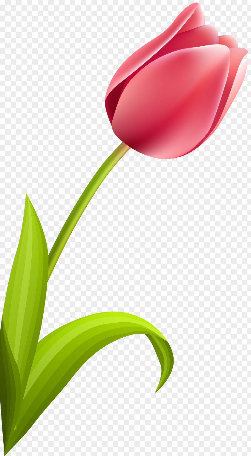 Tulip Flowering Plant Petal Stem PNG