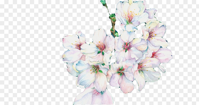 Vector Cherry Blossom Floral Design PNG