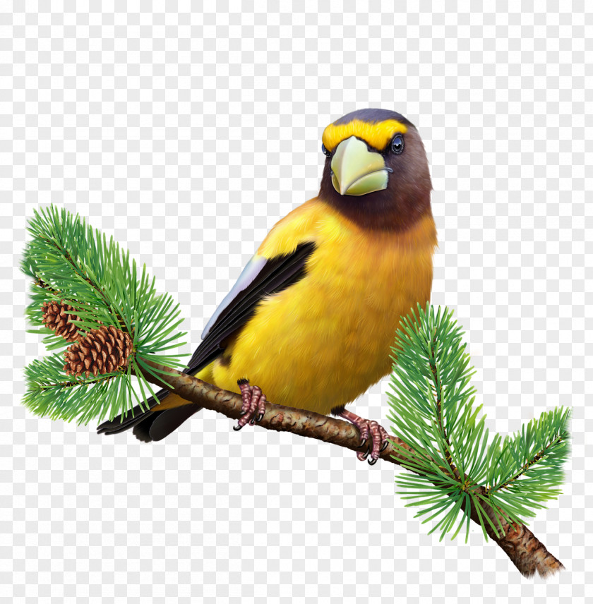 Bird Evening Grosbeak Finch PNG