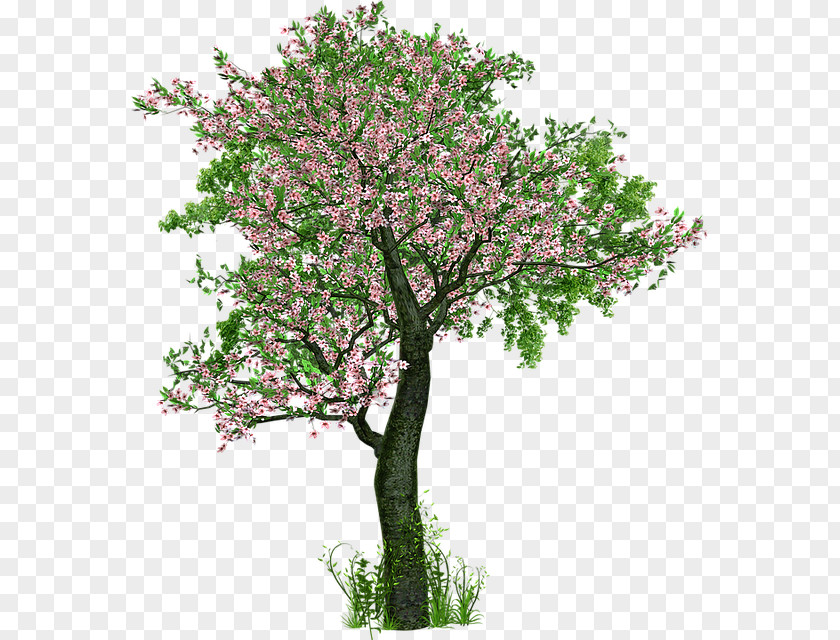 Jasmine Cherry Blossom The Love Of Trees Tree Planting Deciduous PNG