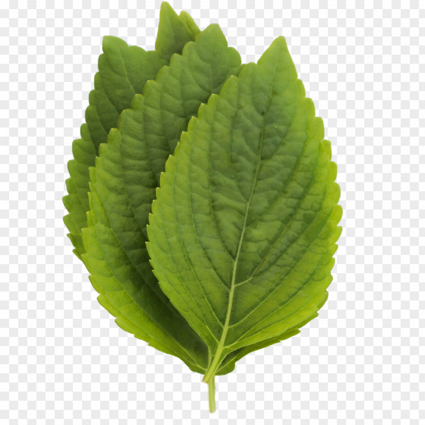 Microgreens Perilla Leaf PNG