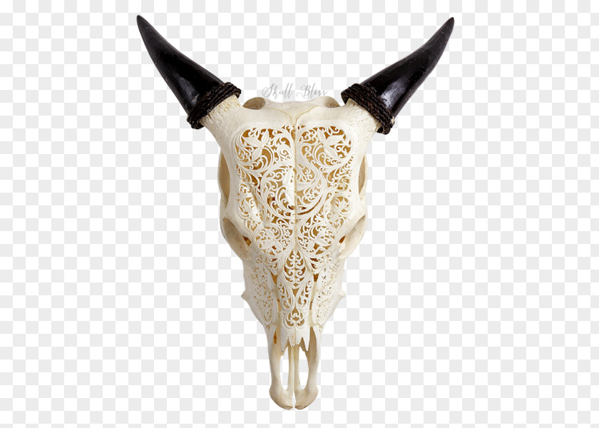 Skull Cattle Animal Skulls Horn Ox PNG