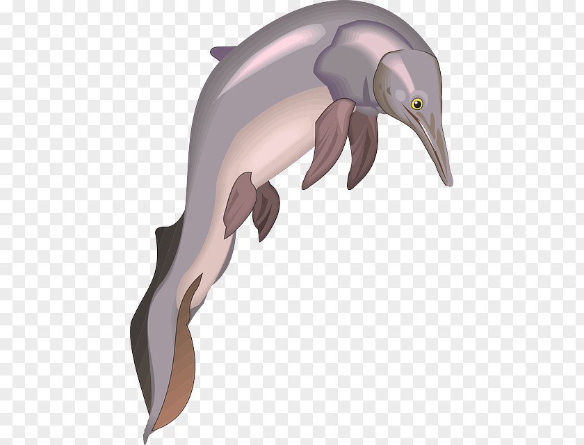 Water Common Bottlenose Dolphin Tucuxi Short-beaked Triceratops PNG