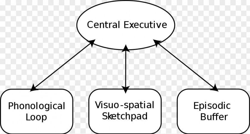 Brain Baddeley's Model Of Working Memory Psychology PNG