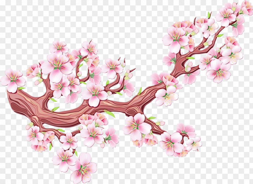 Cherry Blossom PNG