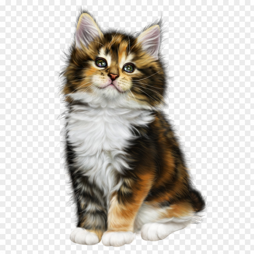 Color Kitten Cat Woman PNG