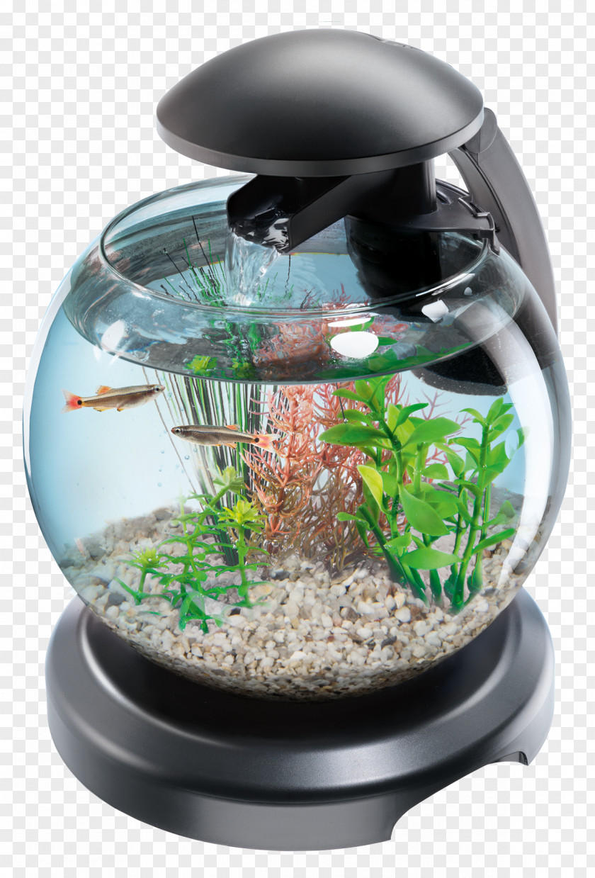 Fish Tank Aquarium Tetra Goldfish Filtration Siamese Fighting PNG