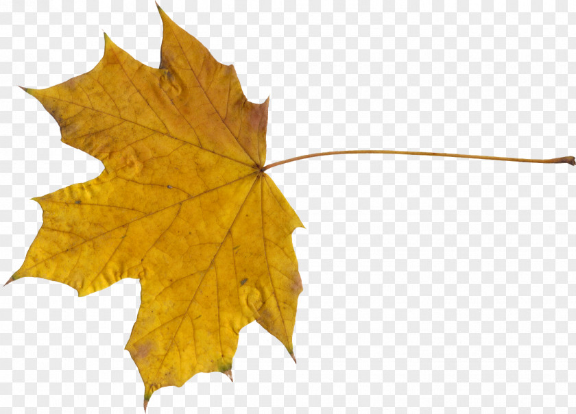 Leaf Maple Canada PNG