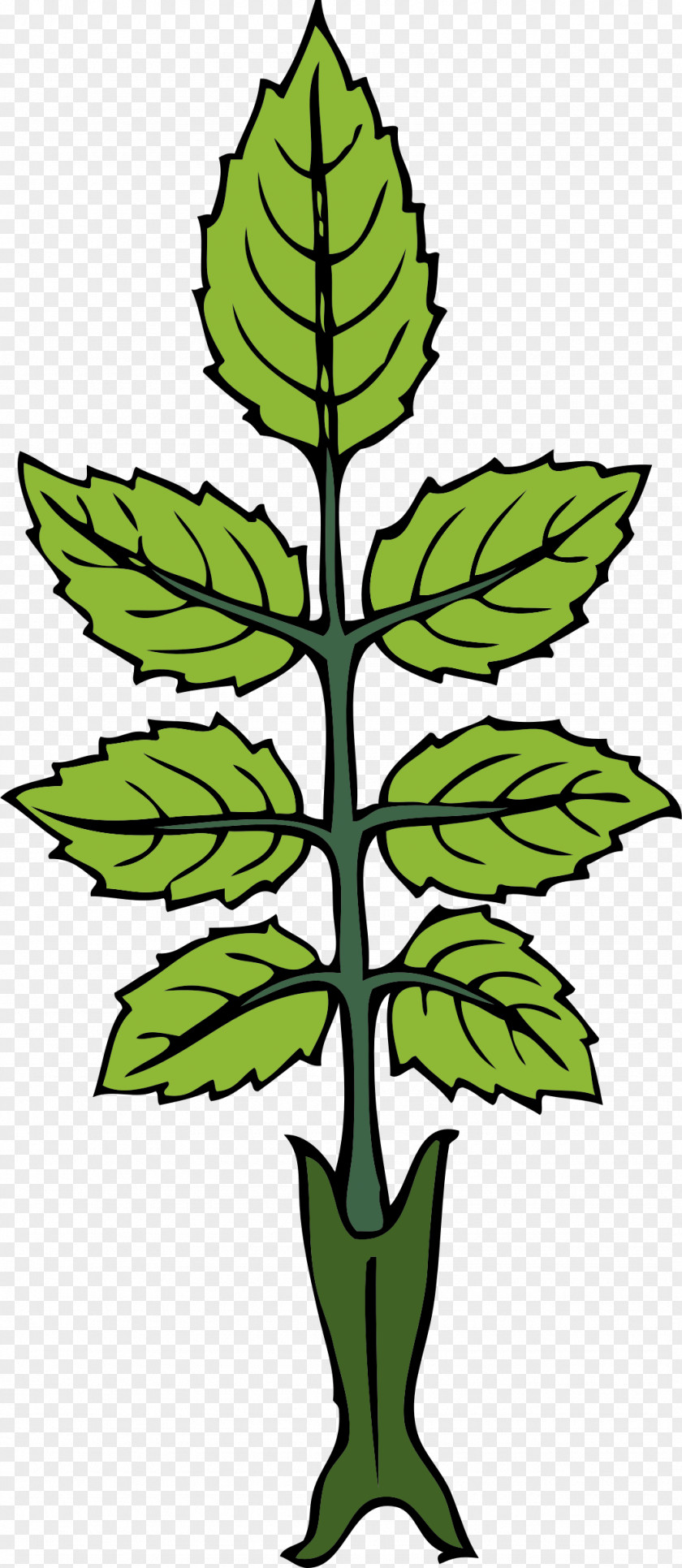 Mint Leaf Peppermint Rose Plant Clip Art PNG