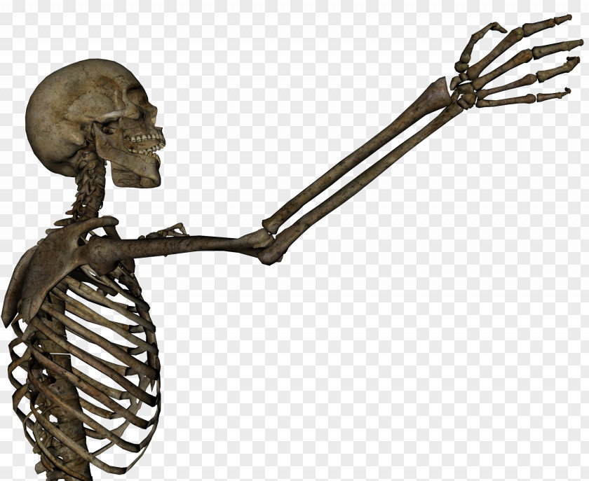 Skeleton Human Arm Skull Anatomy Clip Art PNG