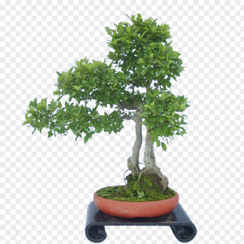 Tree Sageretia Theezans Flowerpot PNG