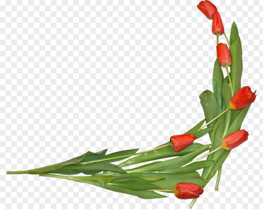 Tulip The Tulip: Story Of A Flower That Has Made Men Mad Clip Art PNG