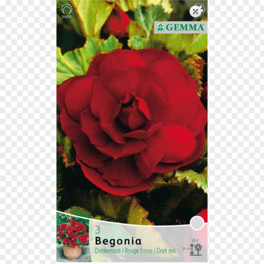Bulb Garden Roses Begonia Herbaceous Plant PNG