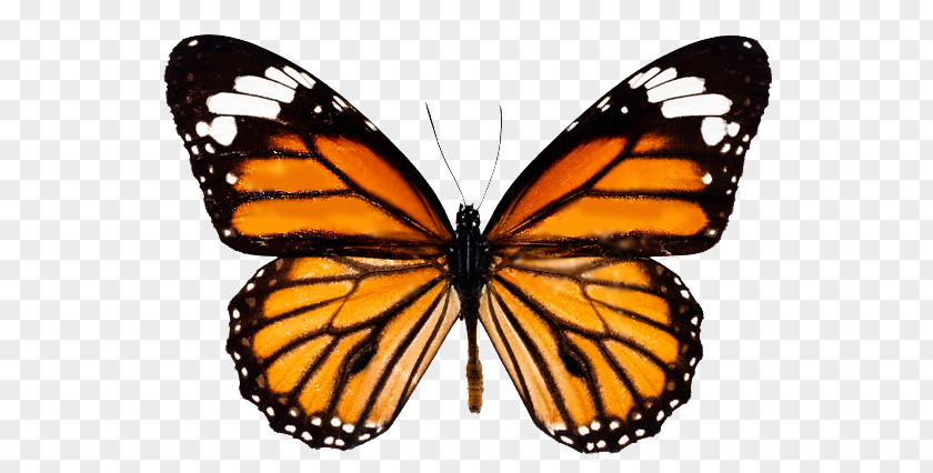 Butterfly Monarch Drawing Desktop Wallpaper PNG