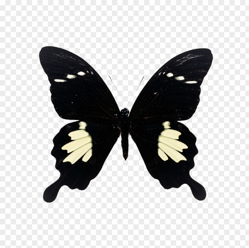 Butterfly Papilio Maackii Nephelus Xuthus Paris PNG