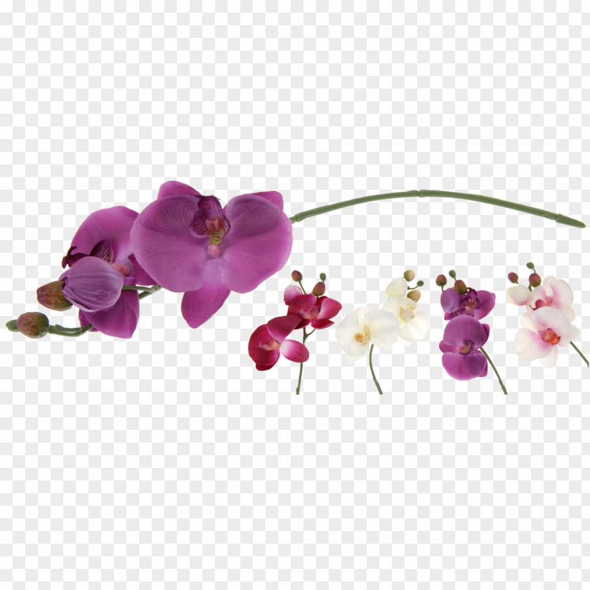 Flower Moth Orchids Artificial Furniture PNG