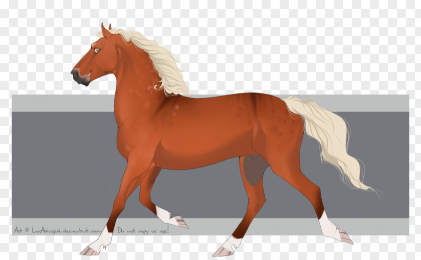 Mustang Mane Stallion Foal Mare PNG