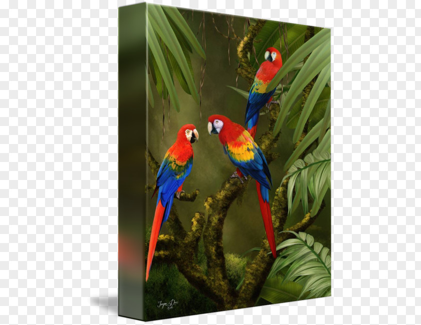 Scarlet Macaw Loriini Beak Feather Fauna PNG