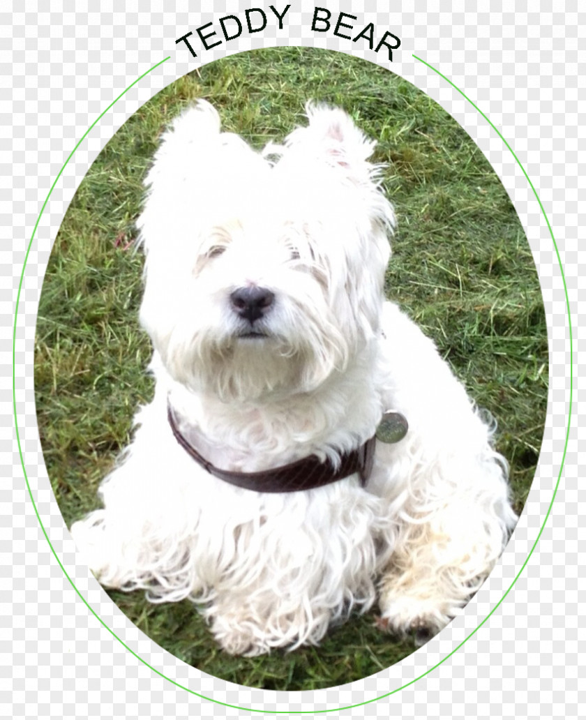 West Highland Terrier Glen White Dandie Dinmont Sporting Lucas Soft-coated Wheaten PNG