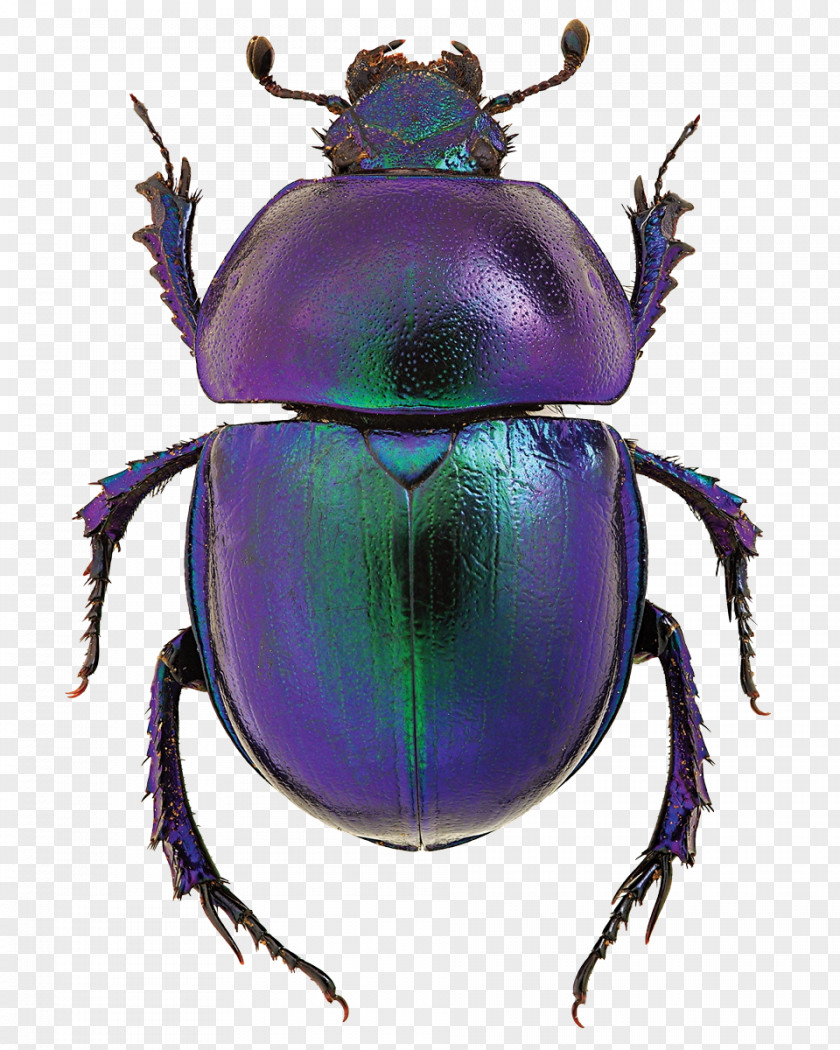 Beetle Dung Goliathus Scarab Stock Photography PNG
