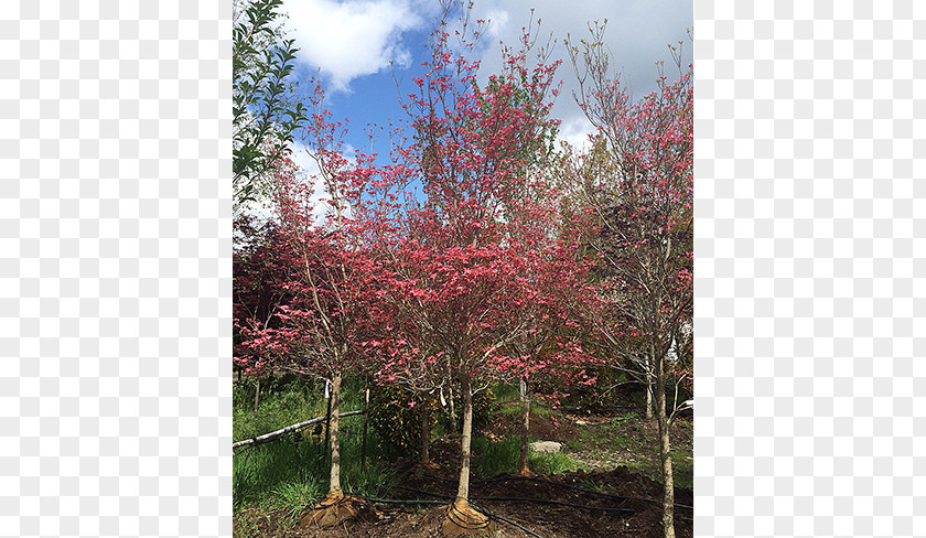 Deciduous Specimens Red Maple Tree Shrub Evergreen PNG