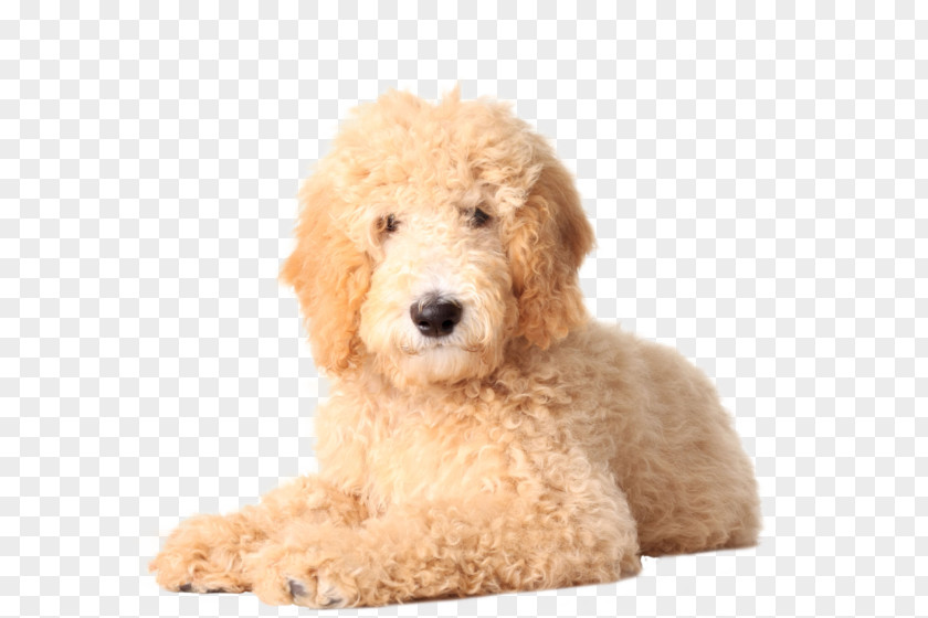 Doodles Goldendoodle Golden Retriever Labradoodle Poodle Puppy PNG