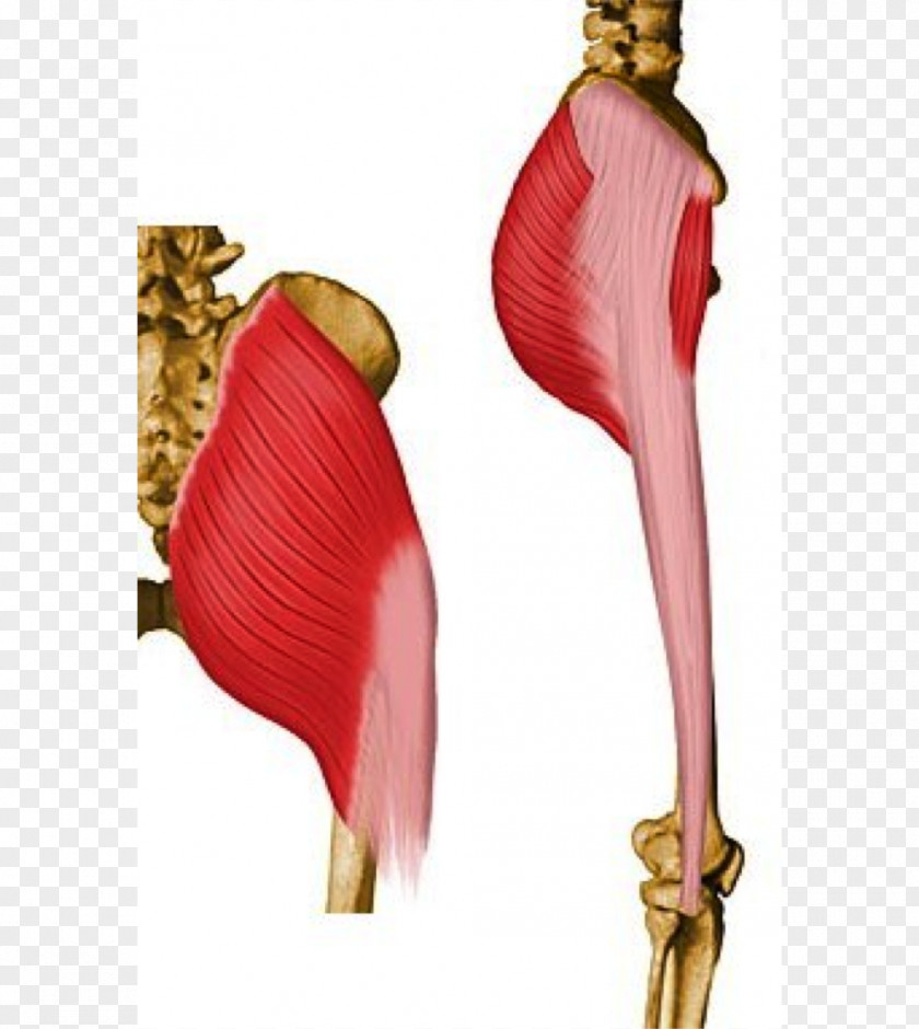 Gluteus Maximus Gluteal Muscles Medius Pelvis PNG