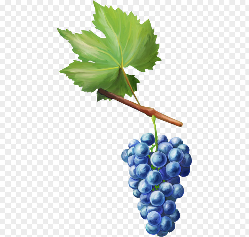 Grape Decoupage Fruit Auglis PNG