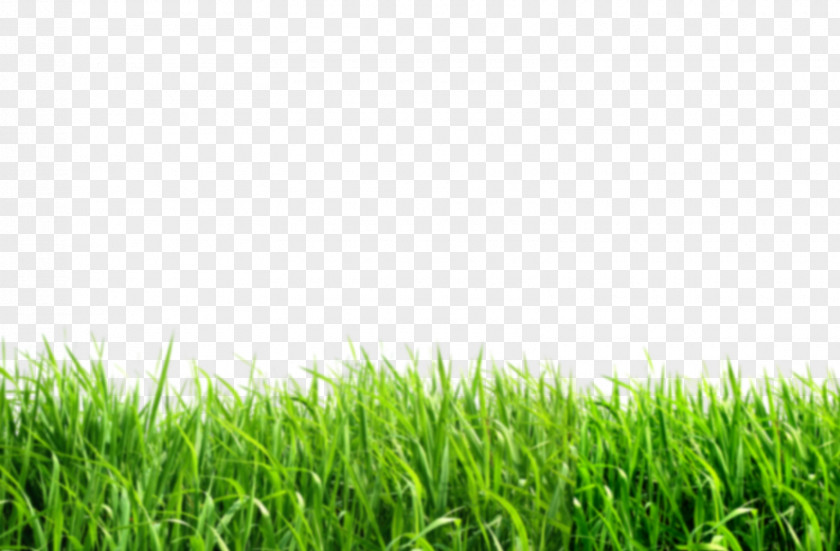 Grass Lawn Desktop Wallpaper Clip Art PNG