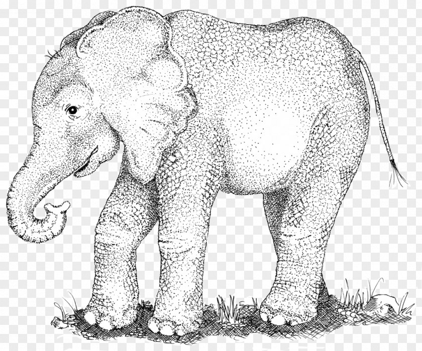 Poet Indian Elephant African Wildlife Line Art Sketch PNG