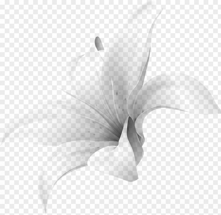 Real White Flower Lily M PNG