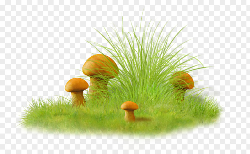 Spring Bulgaria Image Mushroom PNG