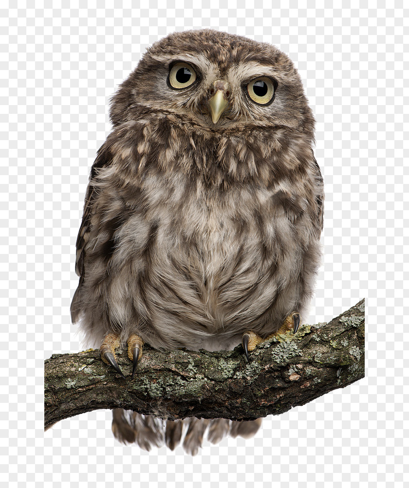 Standing Owl Snowy Bird Stock Photography Northern White-faced PNG