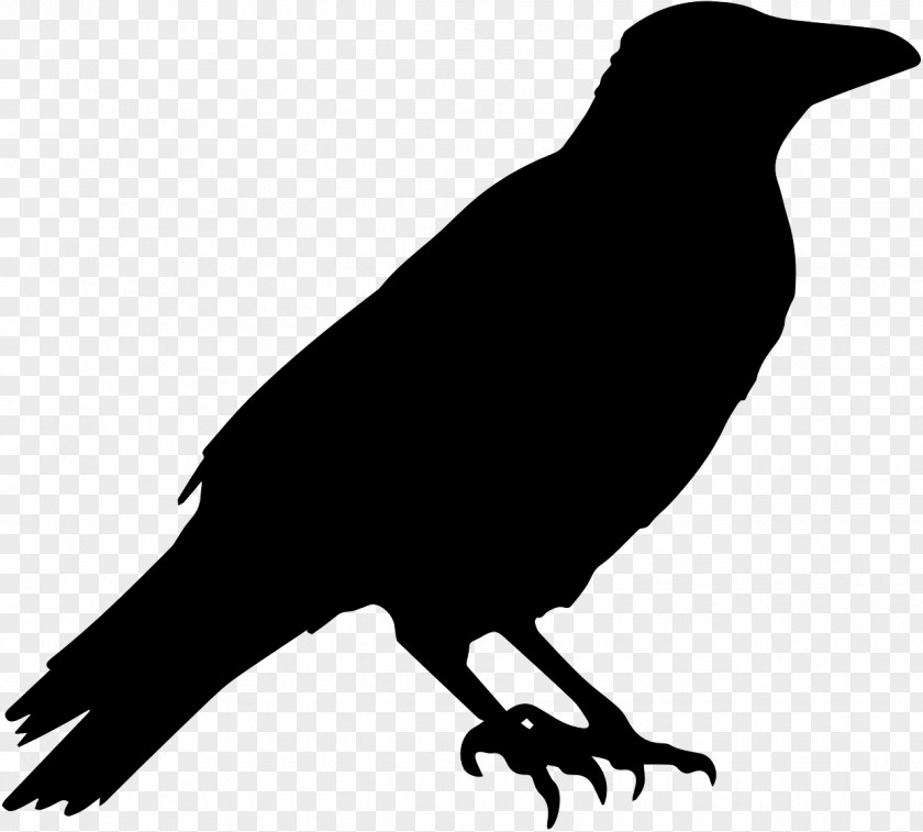 Bird Black And White American Crow Common Raven Clip Art PNG