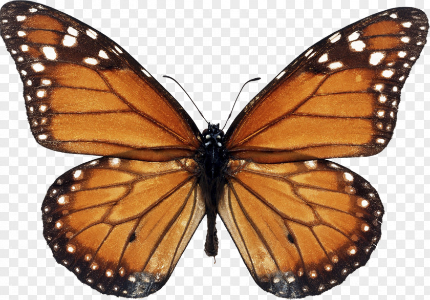 Butterfly Monarch Biosphere Reserve Milkweed Viceroy PNG
