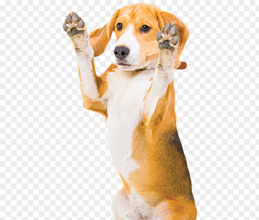 Dogs And Cats Scottish Fold Stock Photography Straight Pet Sitting Beagle PNG