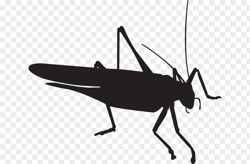 Fly Beetle Grasshopper Pest Control PNG