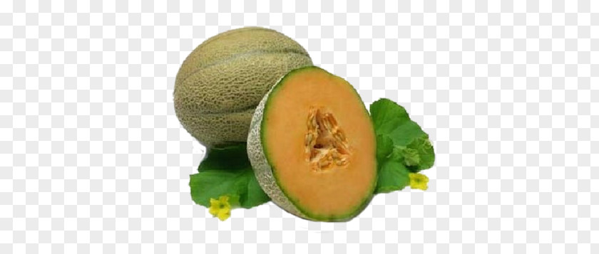 Melon Cantaloupe Watermelon Honeydew Cucumber PNG