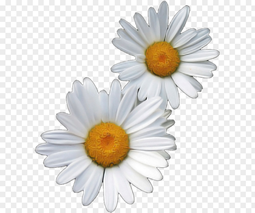 Oxeye Daisy Chrysanthemum Transvaal Marguerite Roman Chamomile PNG