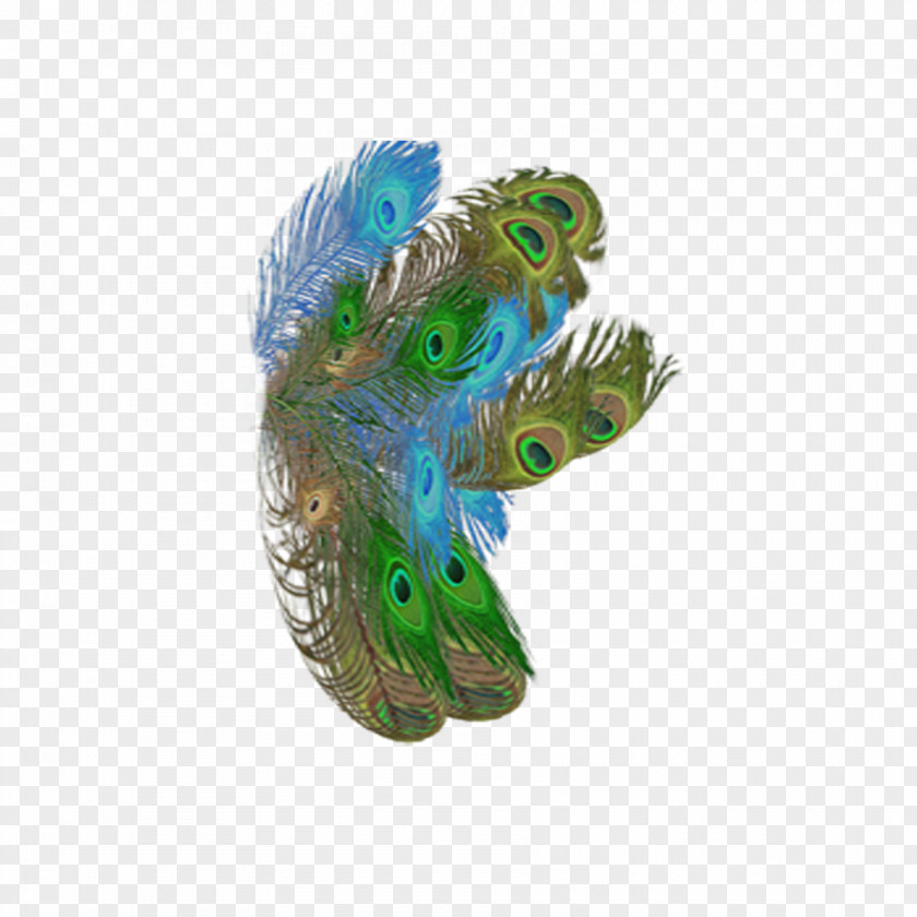 Pavo Real Feather PNG