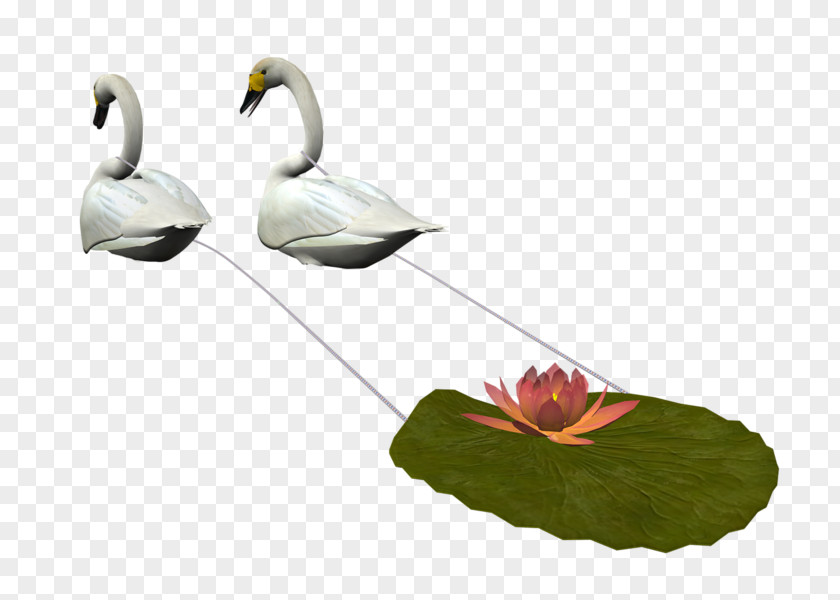Swan Bird Tundra Duck Clip Art PNG