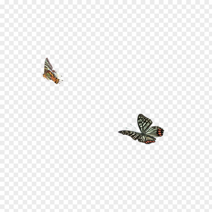 Butterfly Moth Insect Membrane PNG