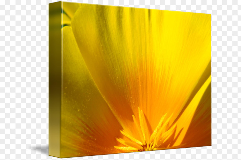 California Poppy Gallery Wrap Canvas Printing PNG