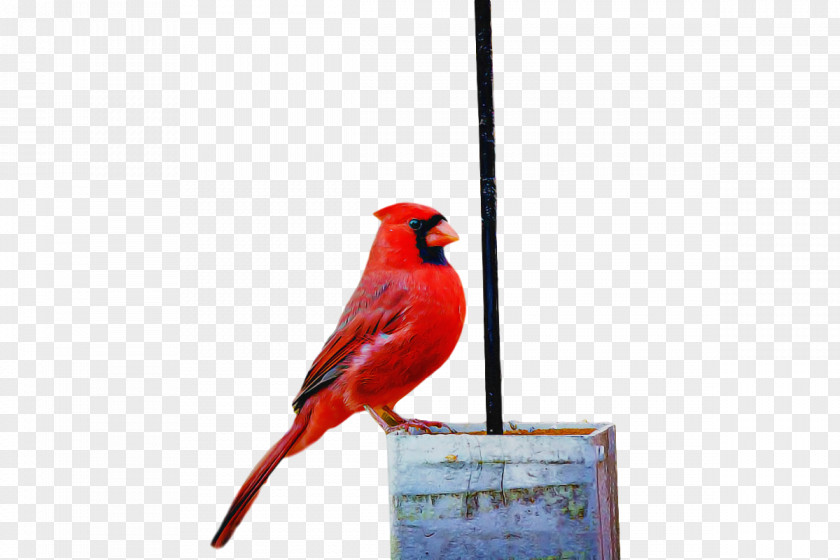 Finches Birds Beak Passerine Science PNG