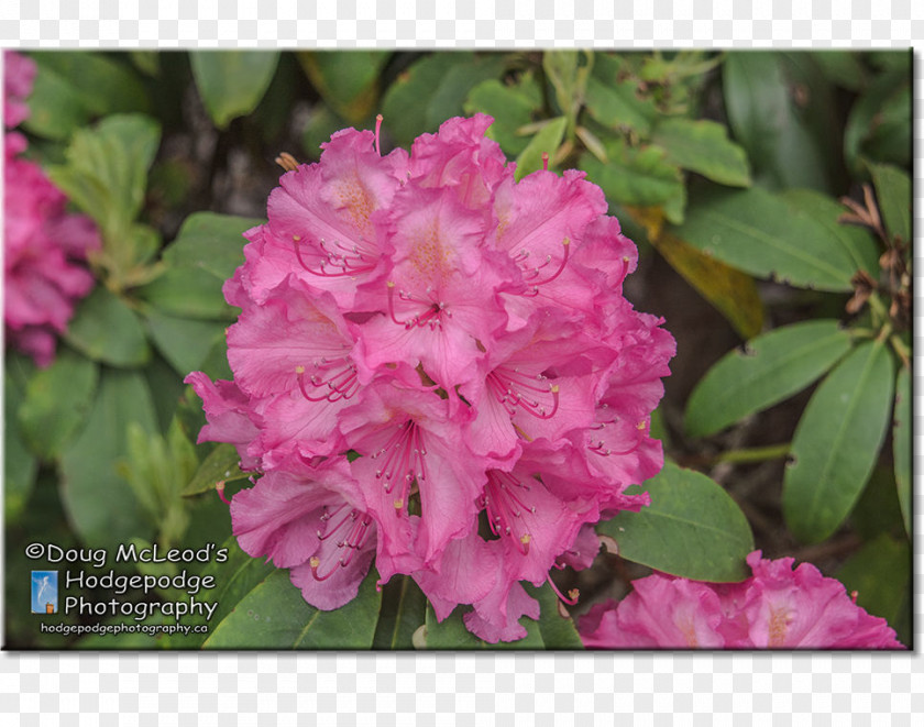 Rhododendron Simsii Azalea Playfair Park Victoria PNG