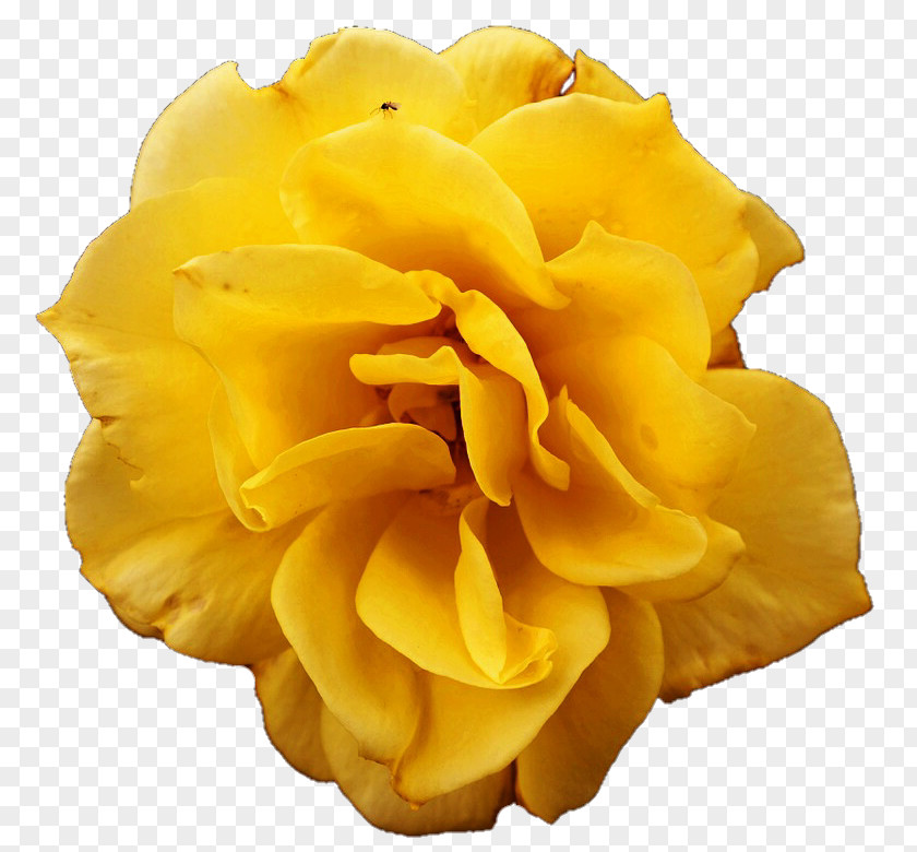 Yellow Rose Flower PNG