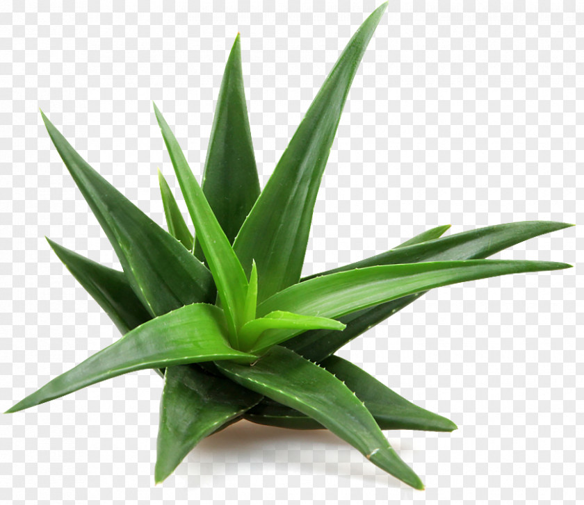 Aloe Vera Succulent Plant Skin Care PNG