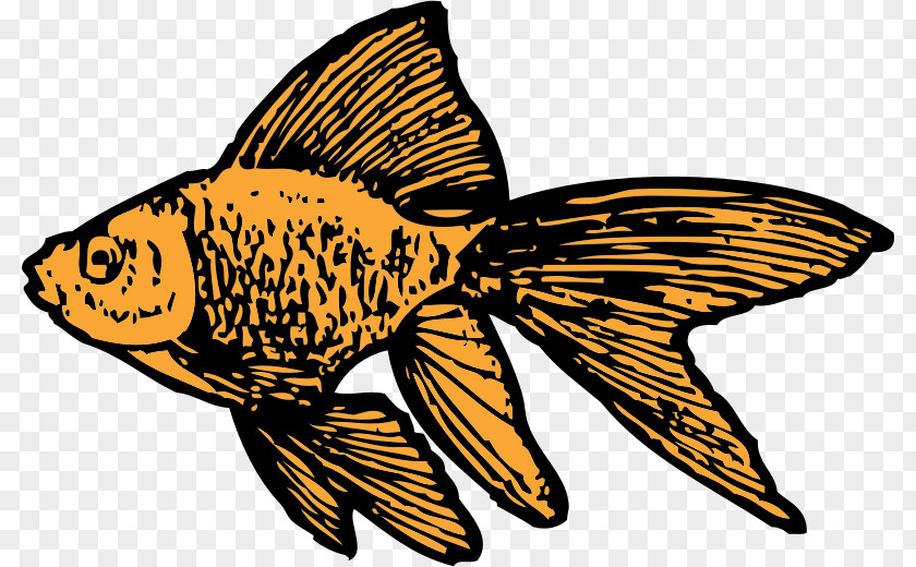 Goldfish Koi Clip Art PNG