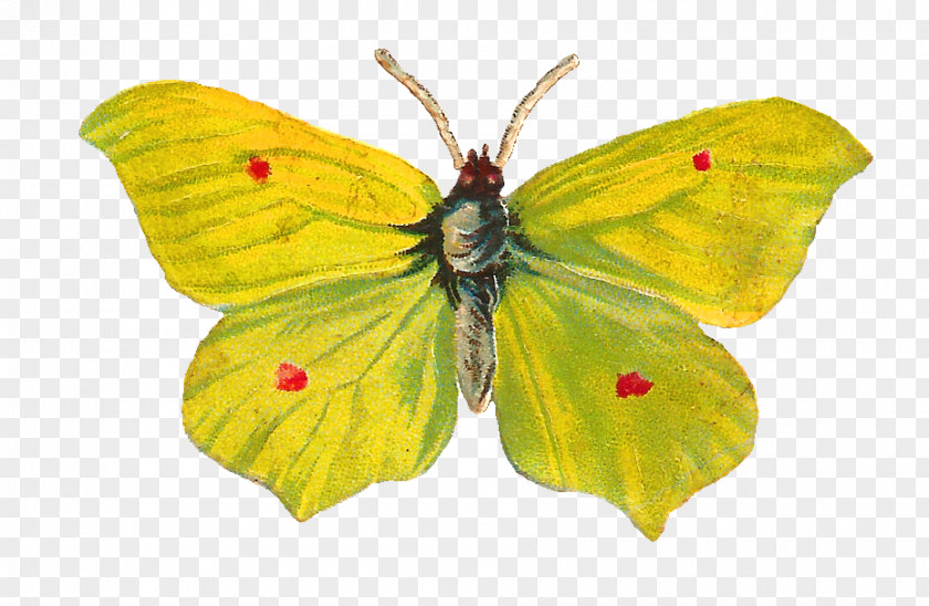 Moth Butterfly Insect Pieridae Pollinator PNG
